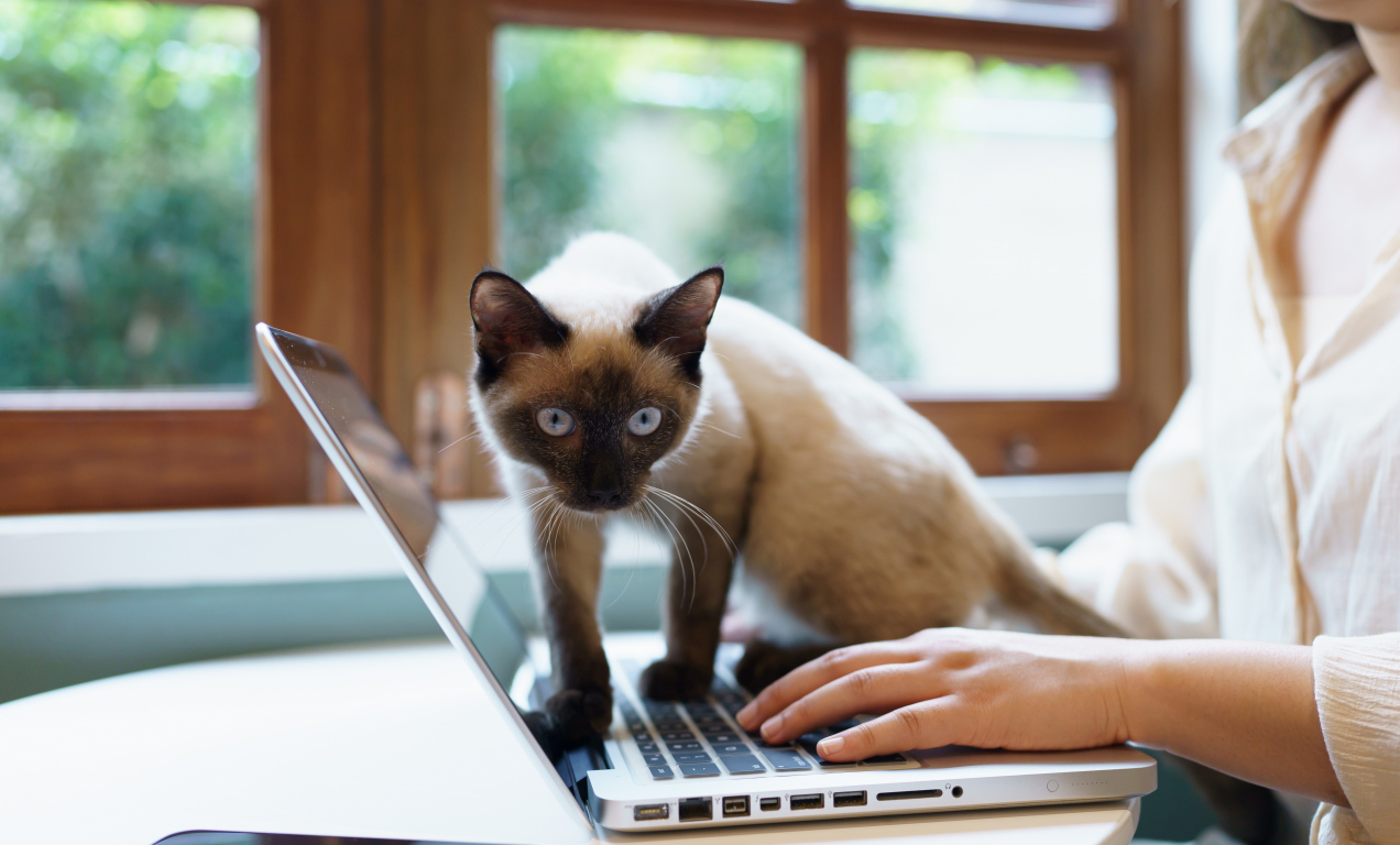 Kot kładzie się na twoim laptopie, gdy pracujesz?..