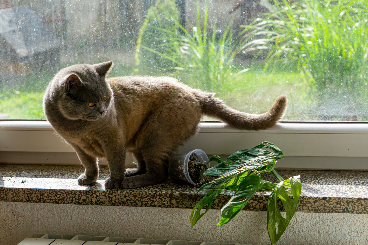 Twój kot ciągle zrzuca twoje rzeczy? Sprawdź, co..