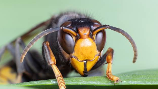 Naturalna tarcza na szerszenie. 6 roślin, które..