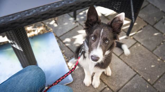 Szkolisz tak swojego psa? Sprawdź, co to zdradza..