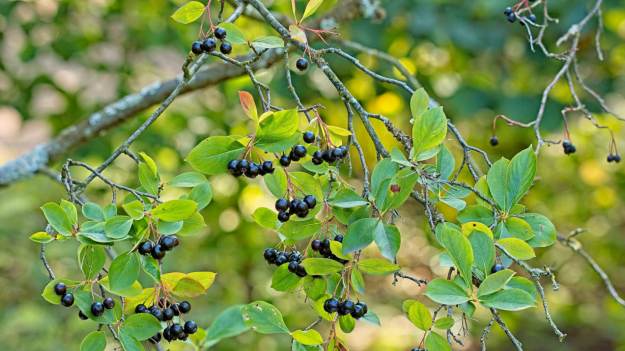 Zapomniany owoc PRL wraca na stoły. Trudno..