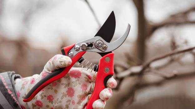 Przycinam w lutym, by na wiosnę pięknie kwitły