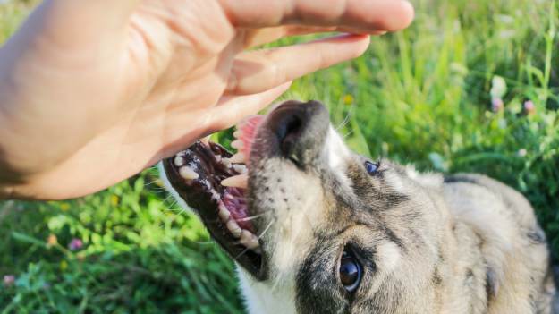 12 ras psów, które gryzą najczęściej. Numer 7..