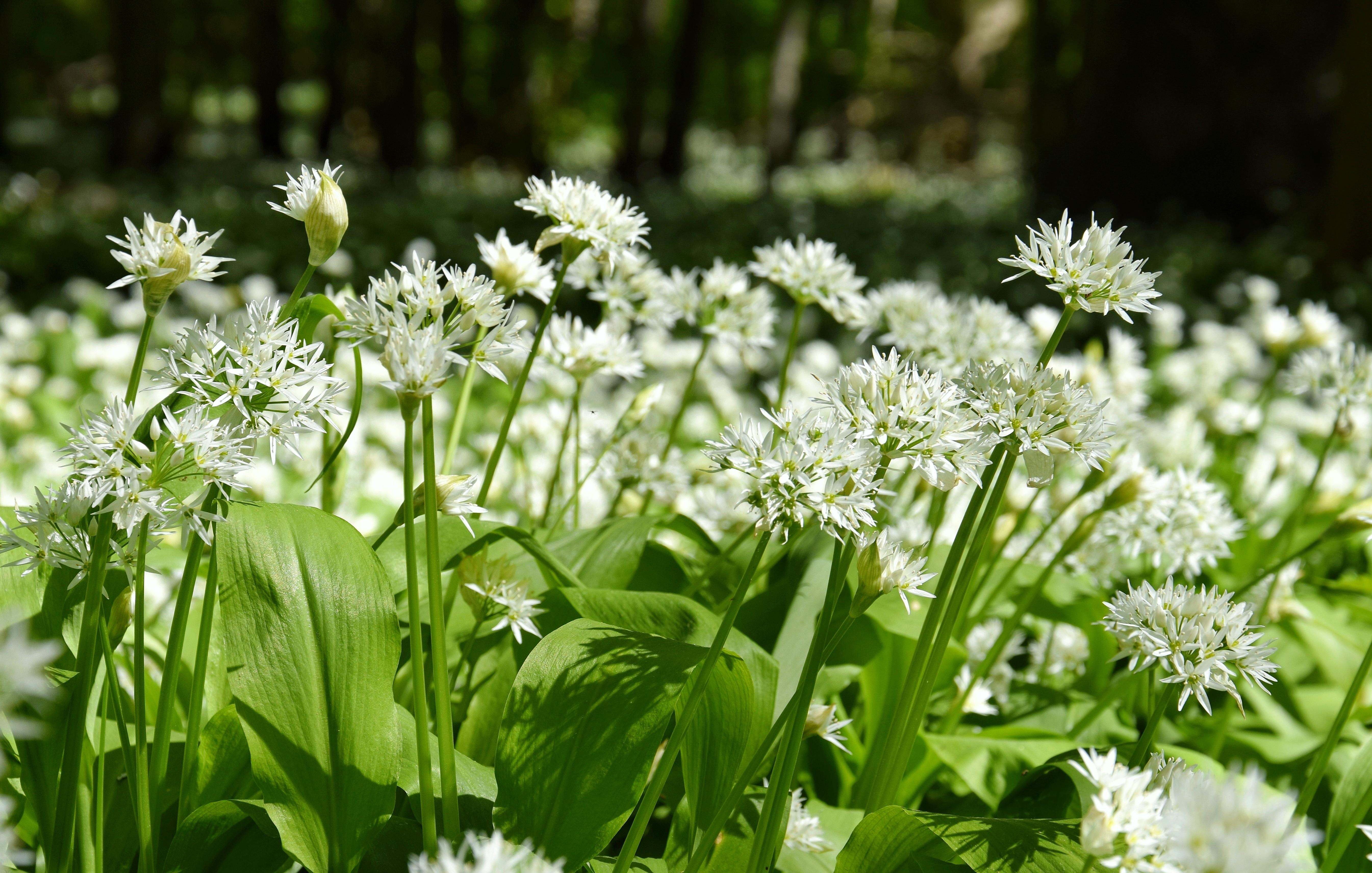 czosnek niedźwiedzi (Allium ursinum) jest w Polsce objęty częściową ochroną gatunkową